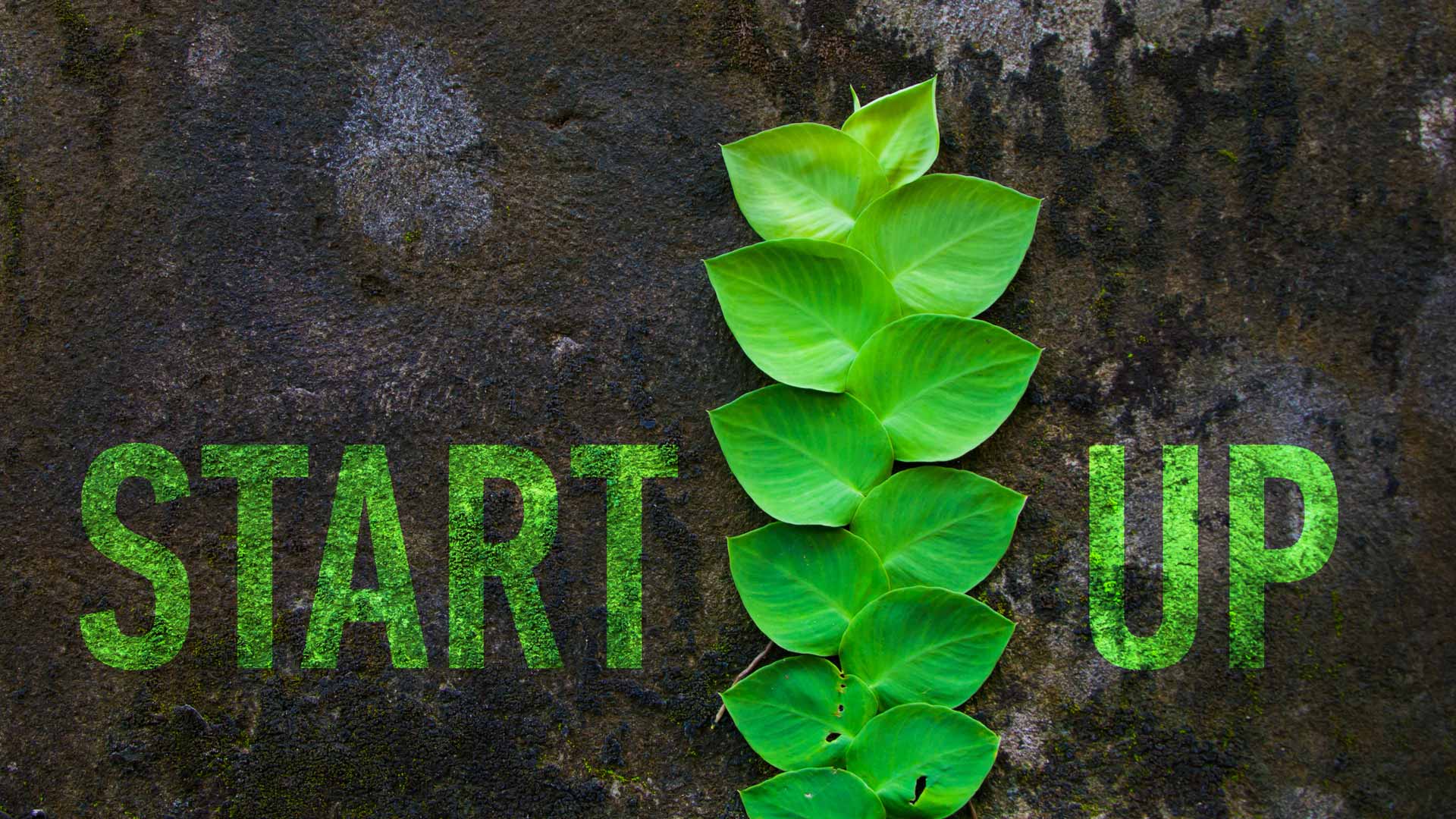 Fintech e sostenibilità: a livello globale un quarto delle startup sono Green & Social